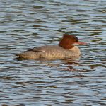 Goosander south pond bishop's waltham