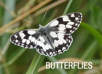 gallery-butterflies