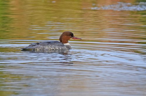 Goosander South Pond Bishop's Waltham