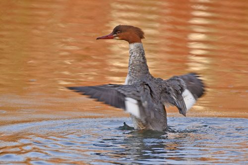 Goosander Bishops Waltham