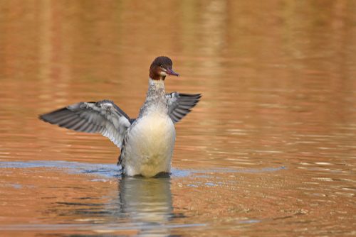 Goosander