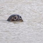 seal at rye harbour