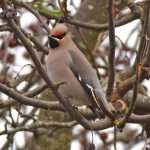 Waxwing amongst berries