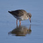 Redshank