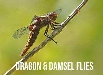 dragon-damsel-category