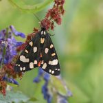 a scarlet tiger moth at fishlake meadows