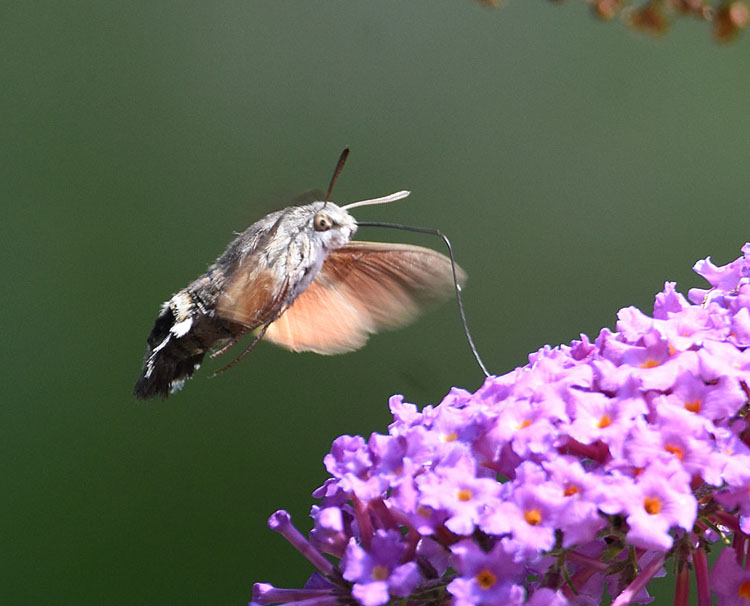 hummingbird hawk moth