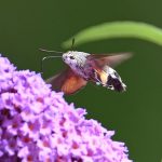 hummingbird hawk moth on buddleia