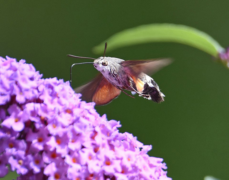 hummingbird hawk moth on buddleia