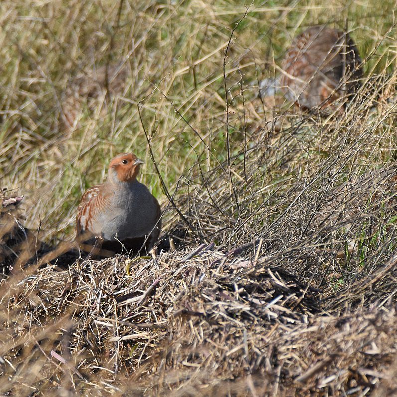 Grey Partridge