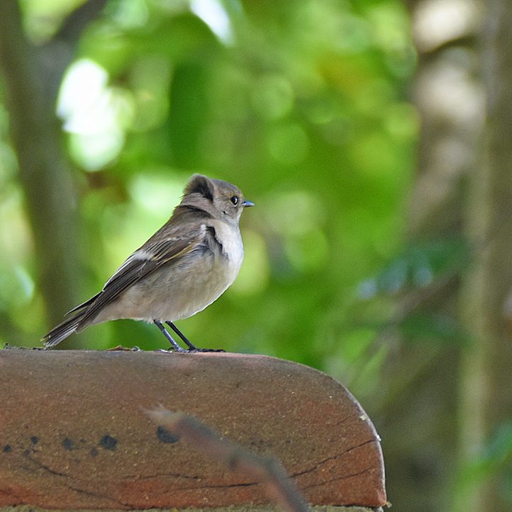 Pied Flycatcher