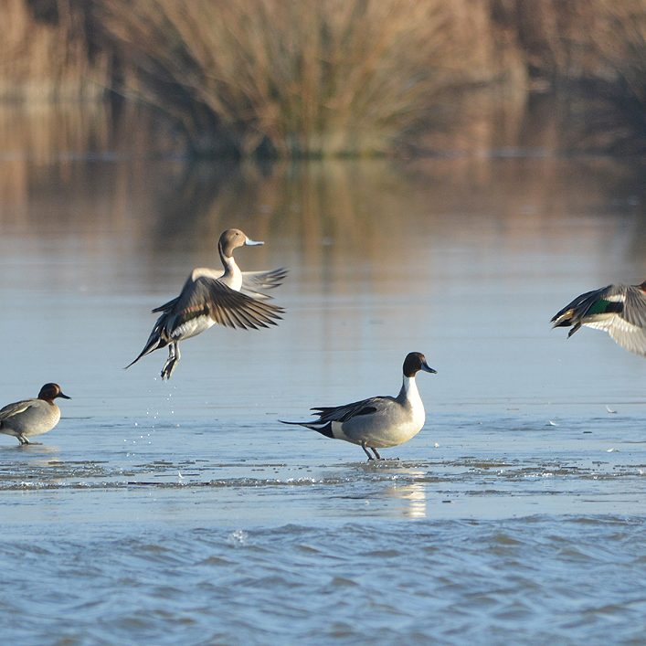 Pintail