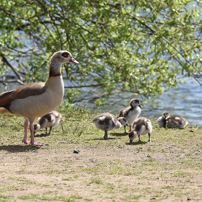 Egyptian Geese