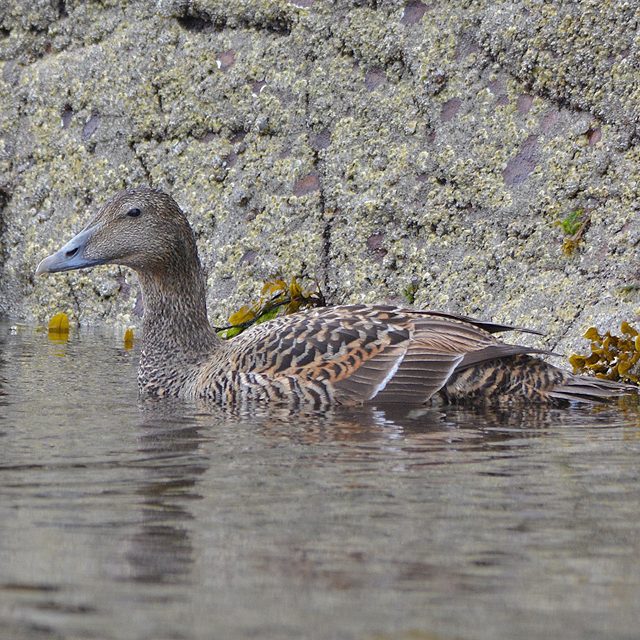 Eider- female