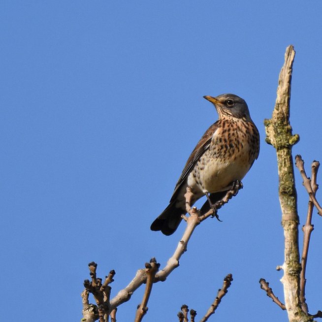 Fieldfare