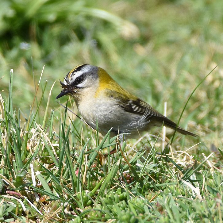 Firecrest