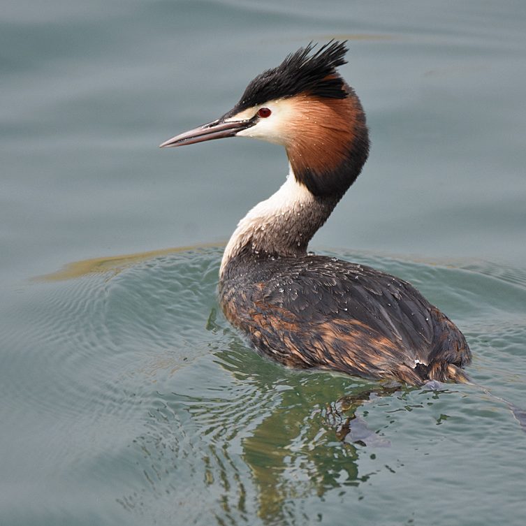 Great Crested Grebe