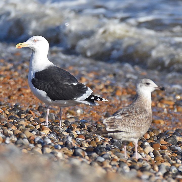 Black Backed Gull