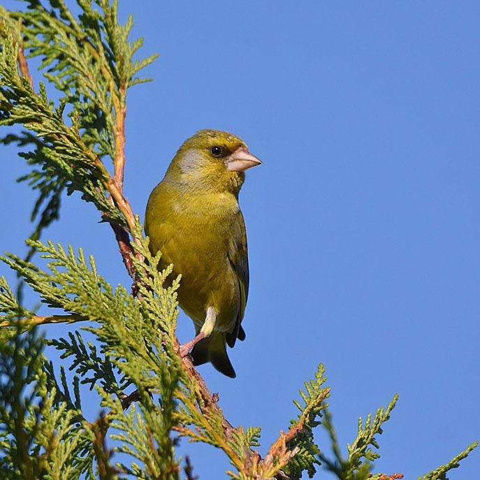 Greenfinch