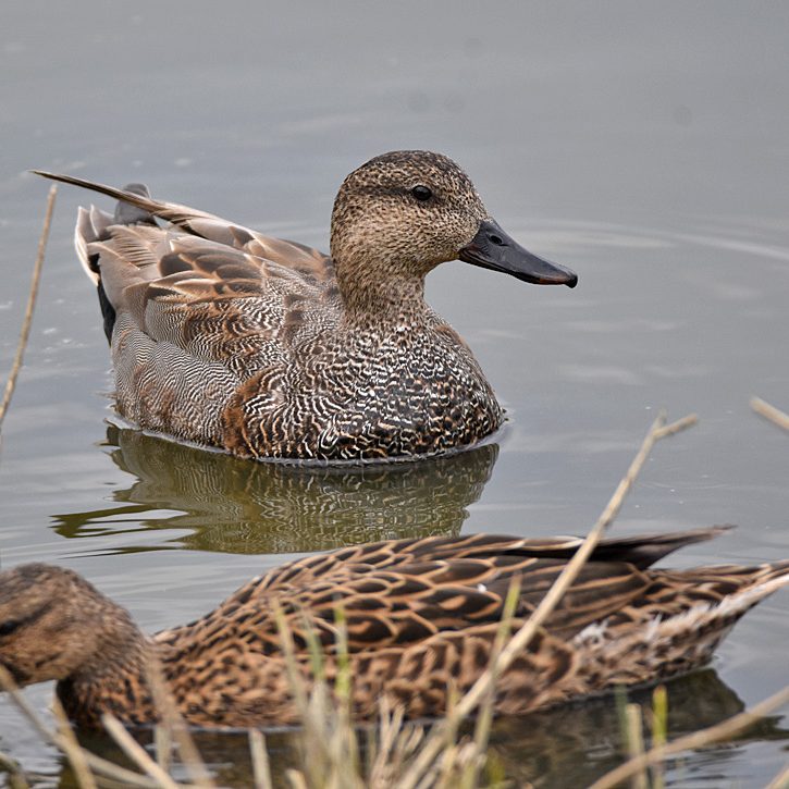 Gadwall