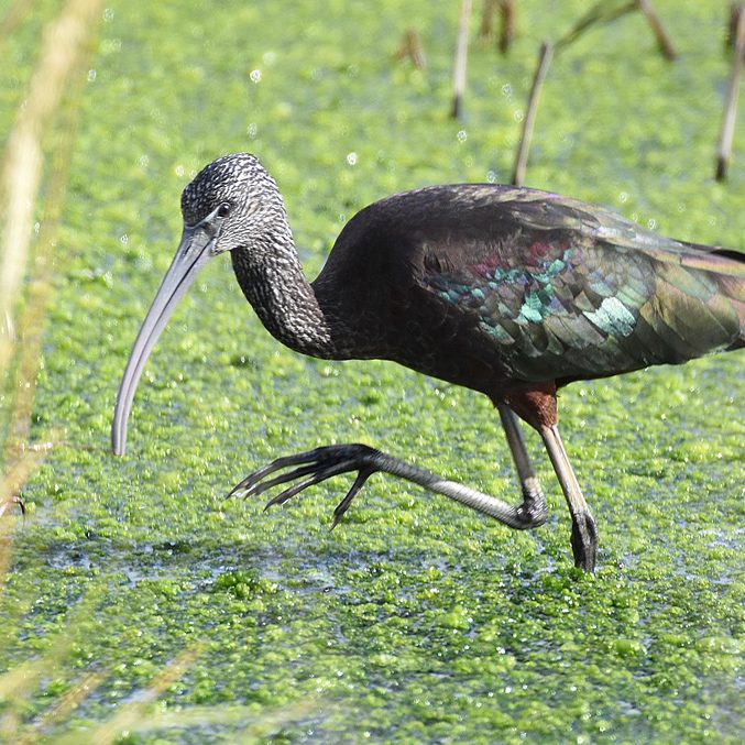 Glossy Ibis