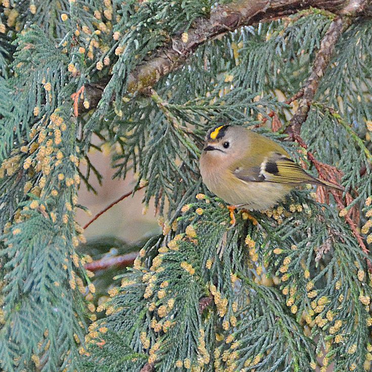 Goldcrest