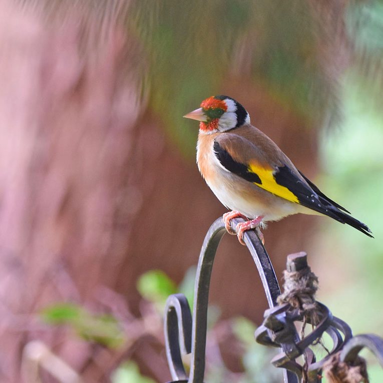 Goldfinch