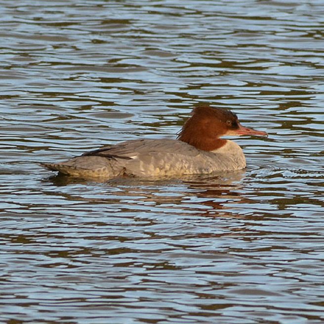 Goosander