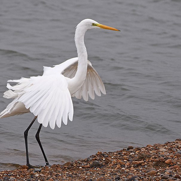 Great White Egret