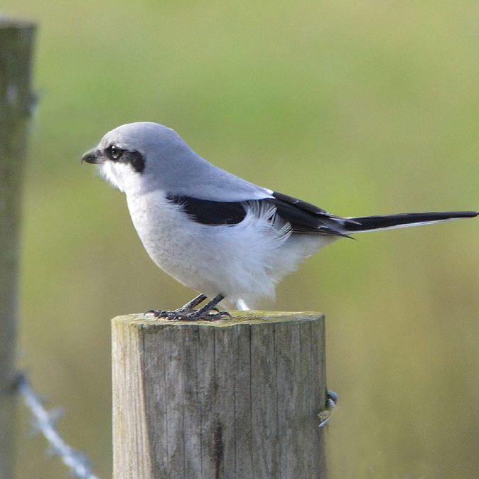 Great Grey Shrike