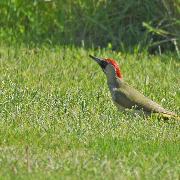 Green Woodpecker