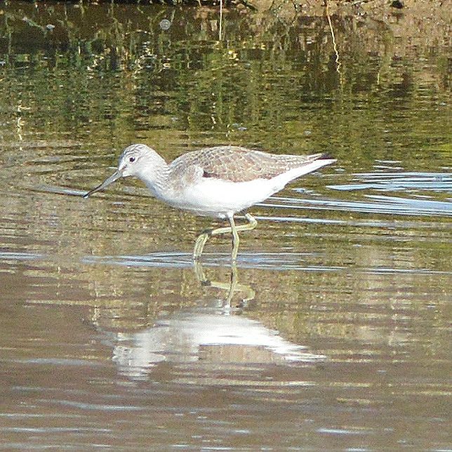 Greenshank