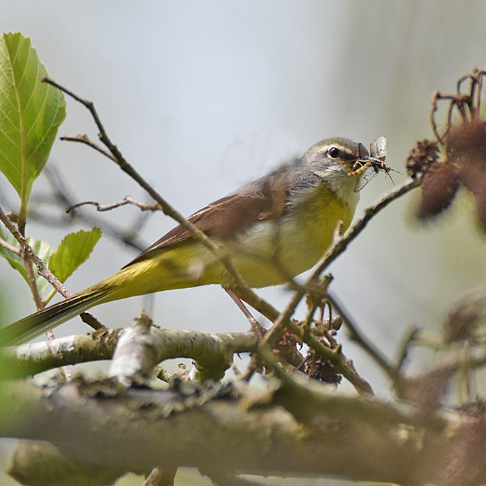 Grey Wagtail