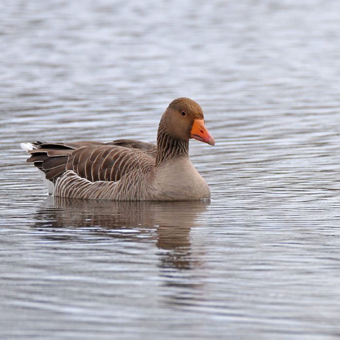 Greylag Goose