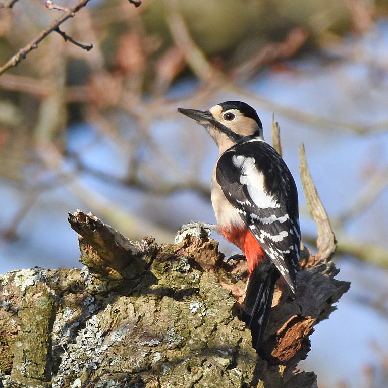 Great Spotted Woodpecker