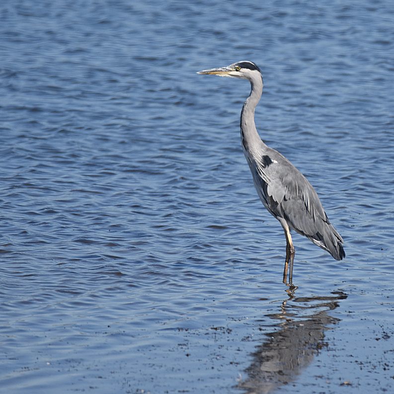 Grey Heron