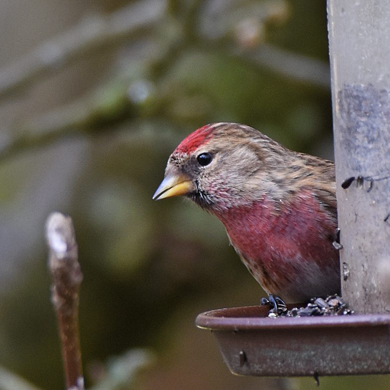 Redpoll