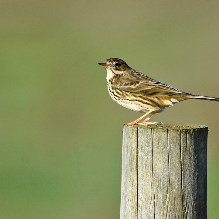 Meadow Pipit