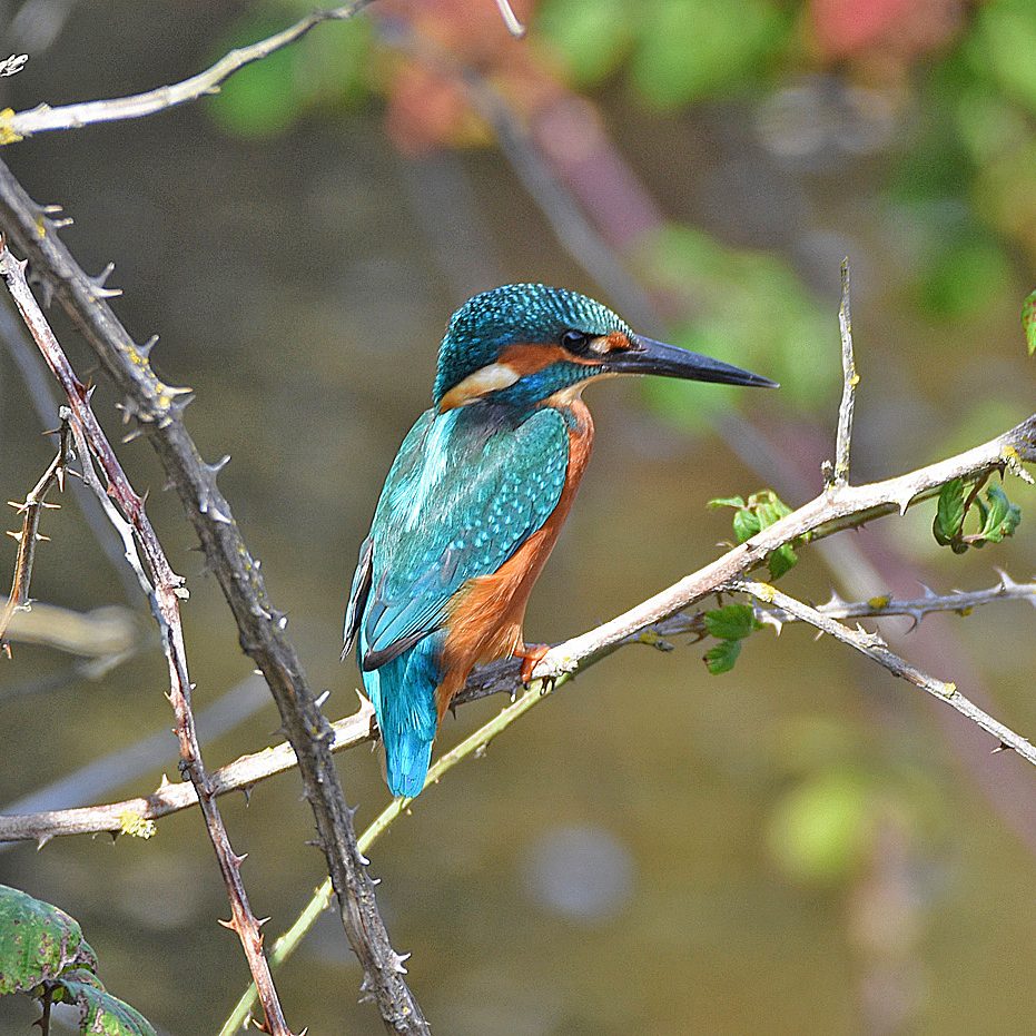 Kingfisher