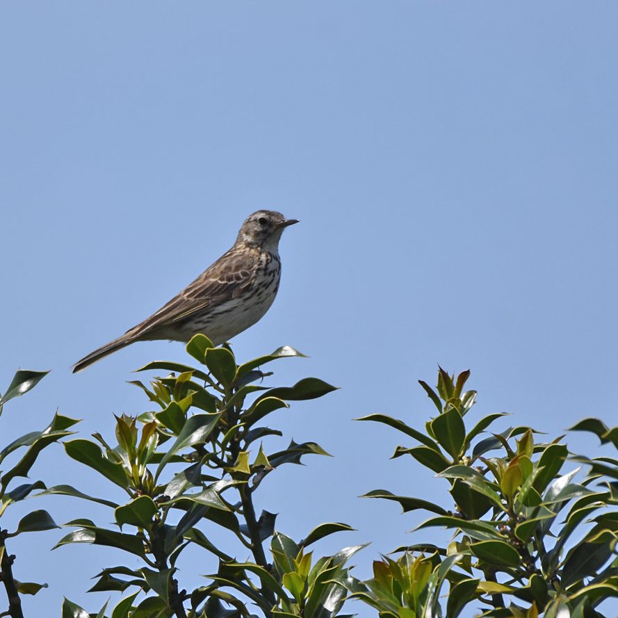 tree pipit