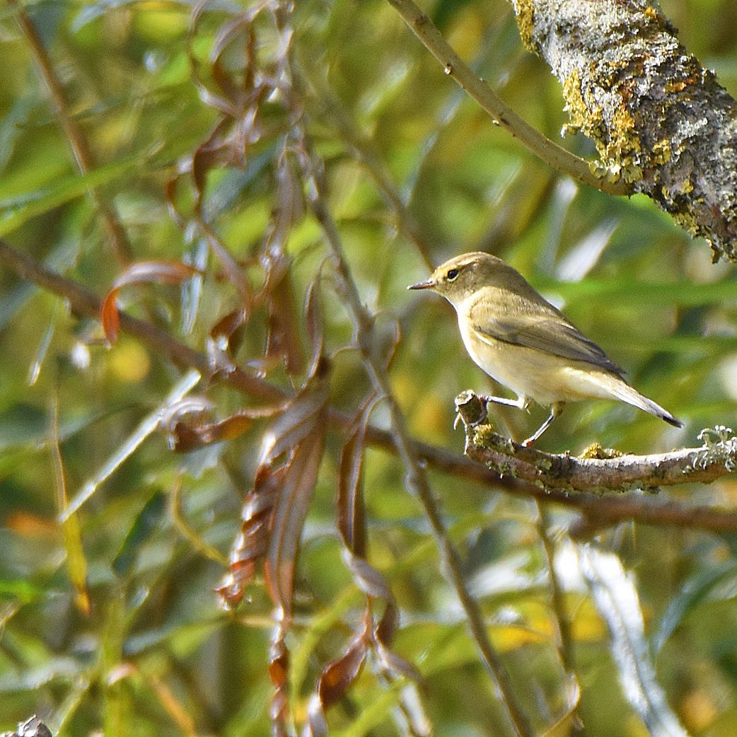 Chiffchaff