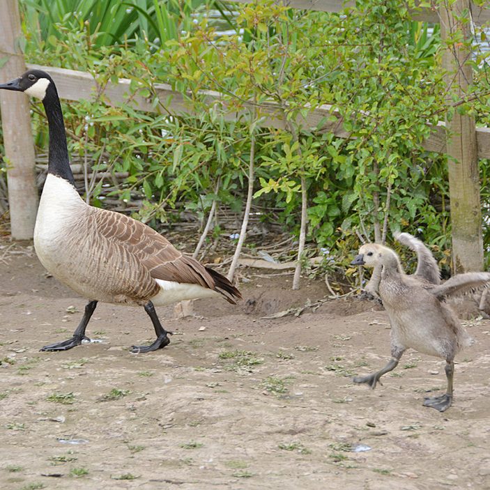 Canada Geese