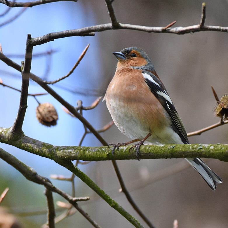 Chaffinch (male)