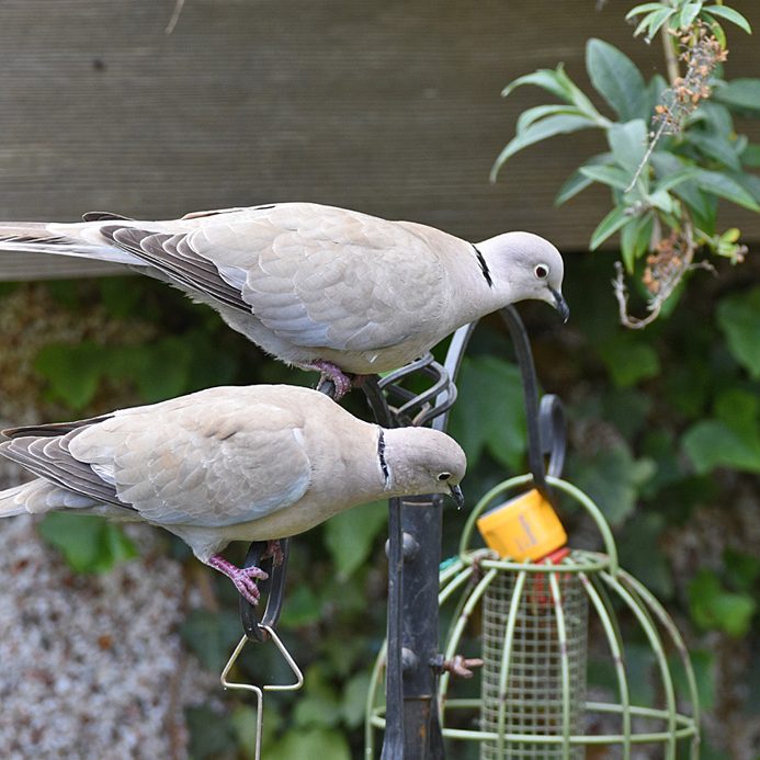 Collared Doves