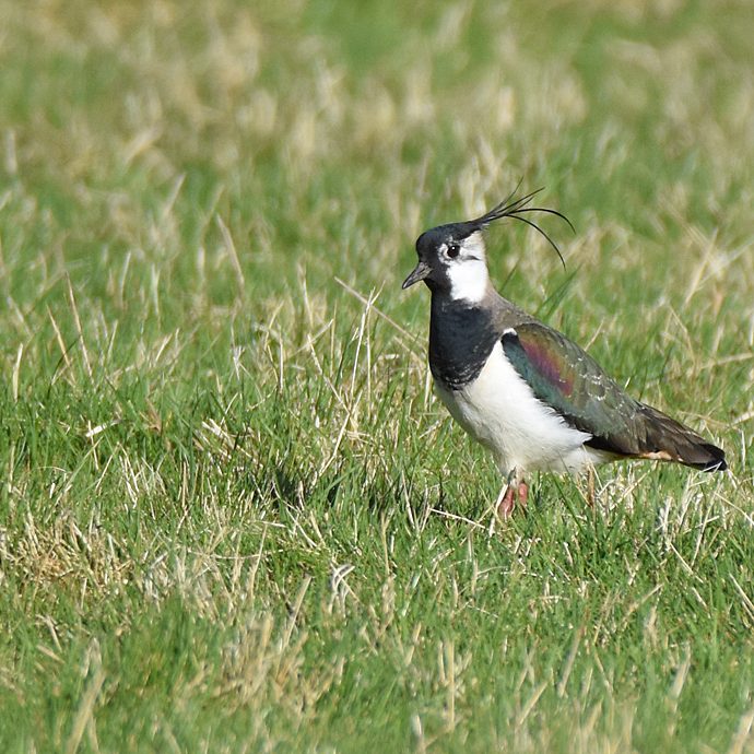 Lapwing