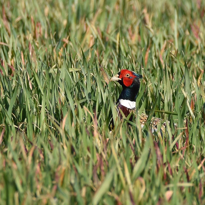 Pheasant