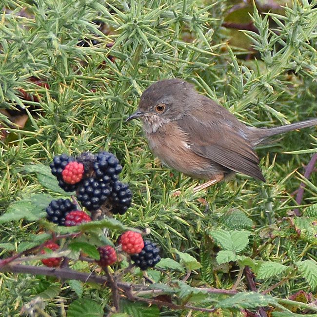 Dartford Warbler