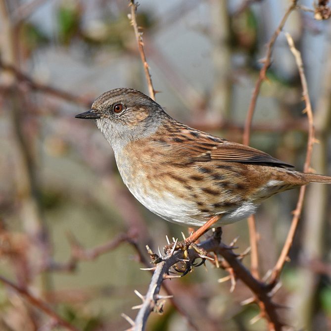 Dunnock