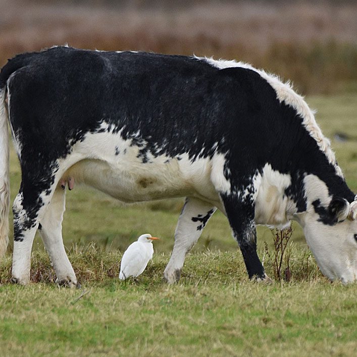 Cattle Egret