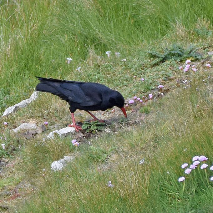 Chough Skoma Island